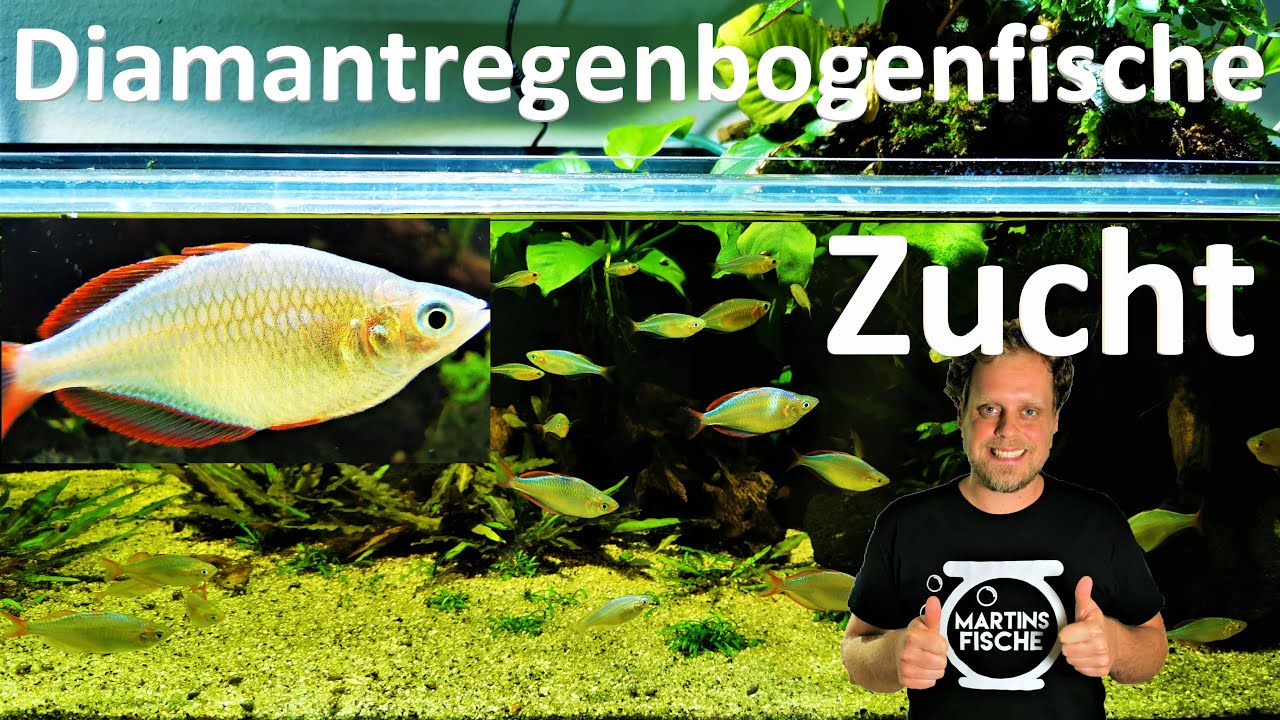 REGENBOGENFISCHE ZUCHT - Diamantregenbogenfische I Melanotaenia praecox