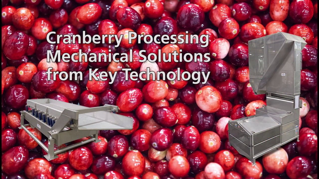 Cranberry Processing