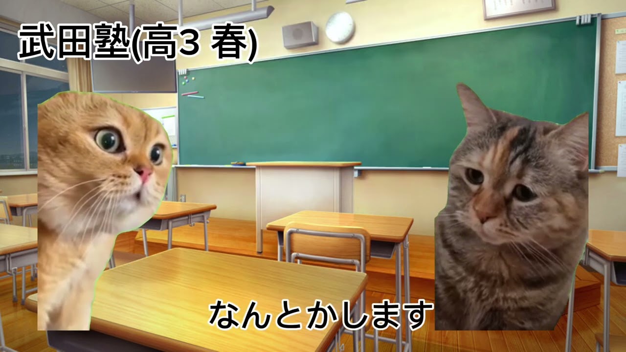 中学不登校が通信高校で大学受験に挑戦した結果【猫ミーム】#猫ミーム