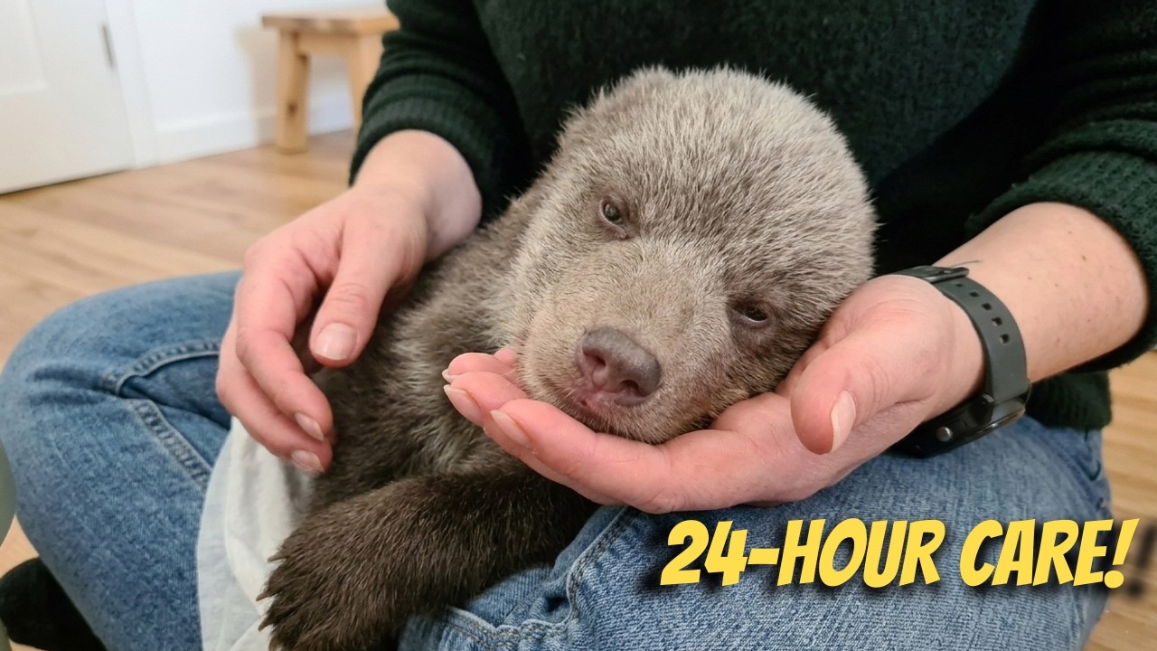 Два крошечных медвежонка борются за выживание после потери матери 🐻💔