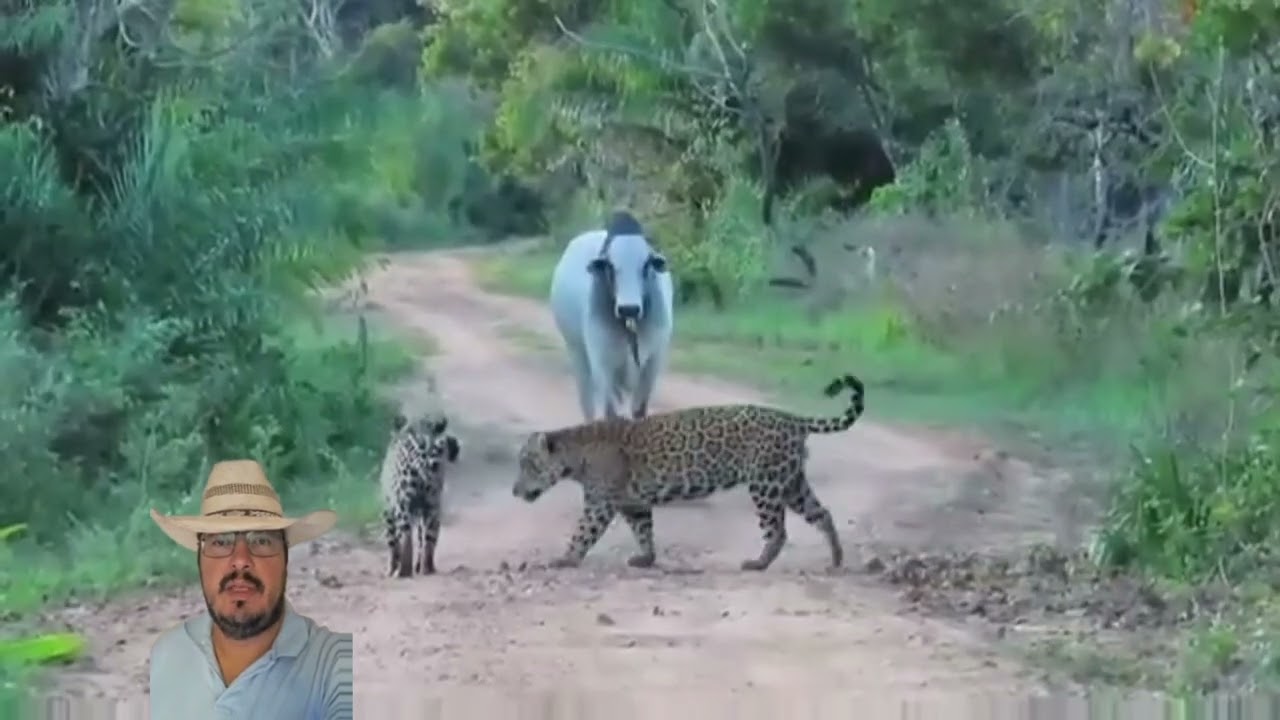 Nelore e bicho Bruto enfrentam até Onça Pintada #animais #natureza #nelore #onça