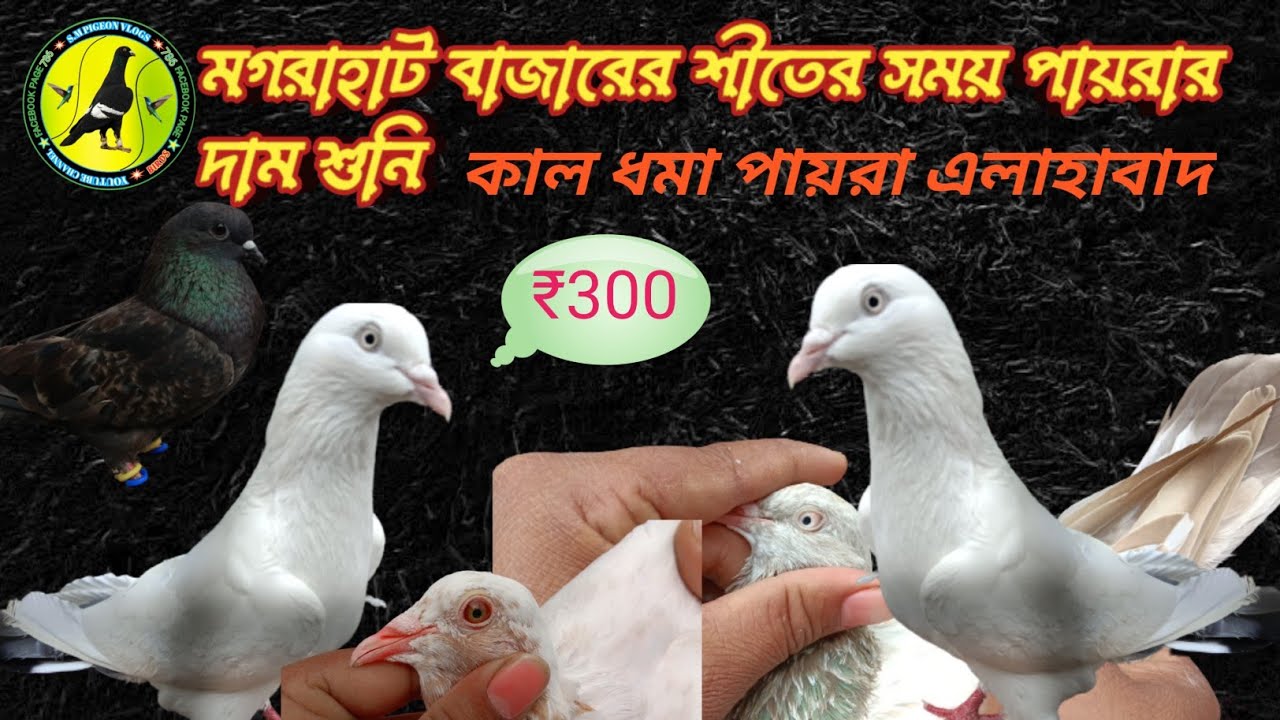 মগরাহাট বাজারের শীতের সময় পায়রার দাম শুনি.. #পায়রা #youtubevideos #trending #public #indian