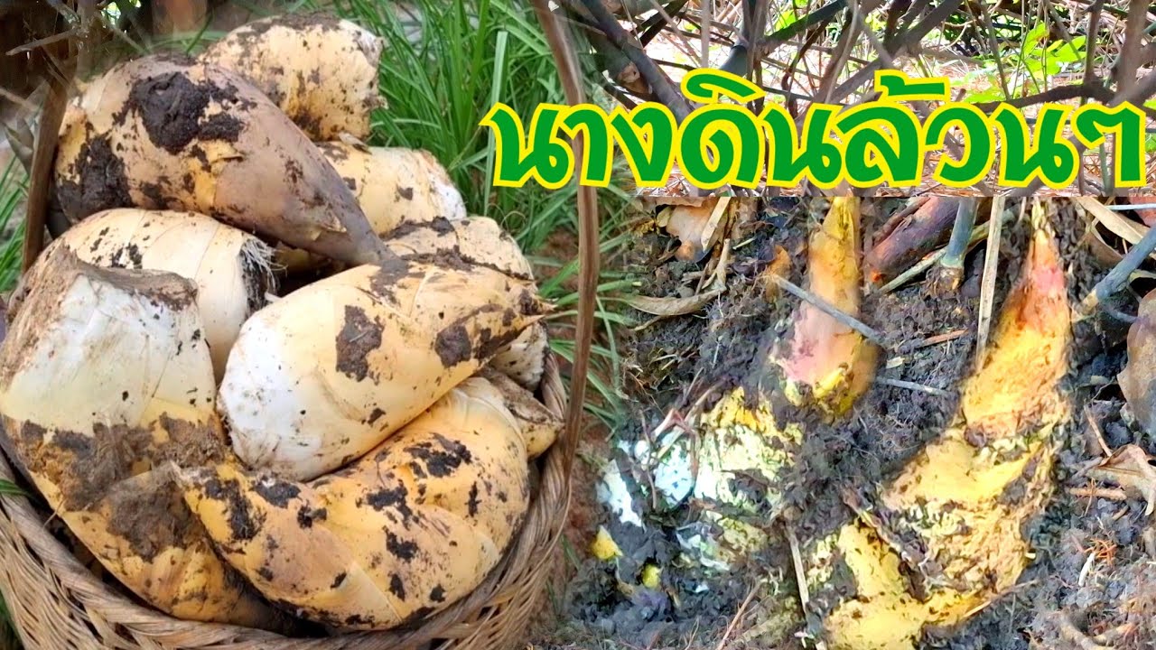 ว่าแล้วหมายนี้ไท่พลาดนางดินล้วนๆ