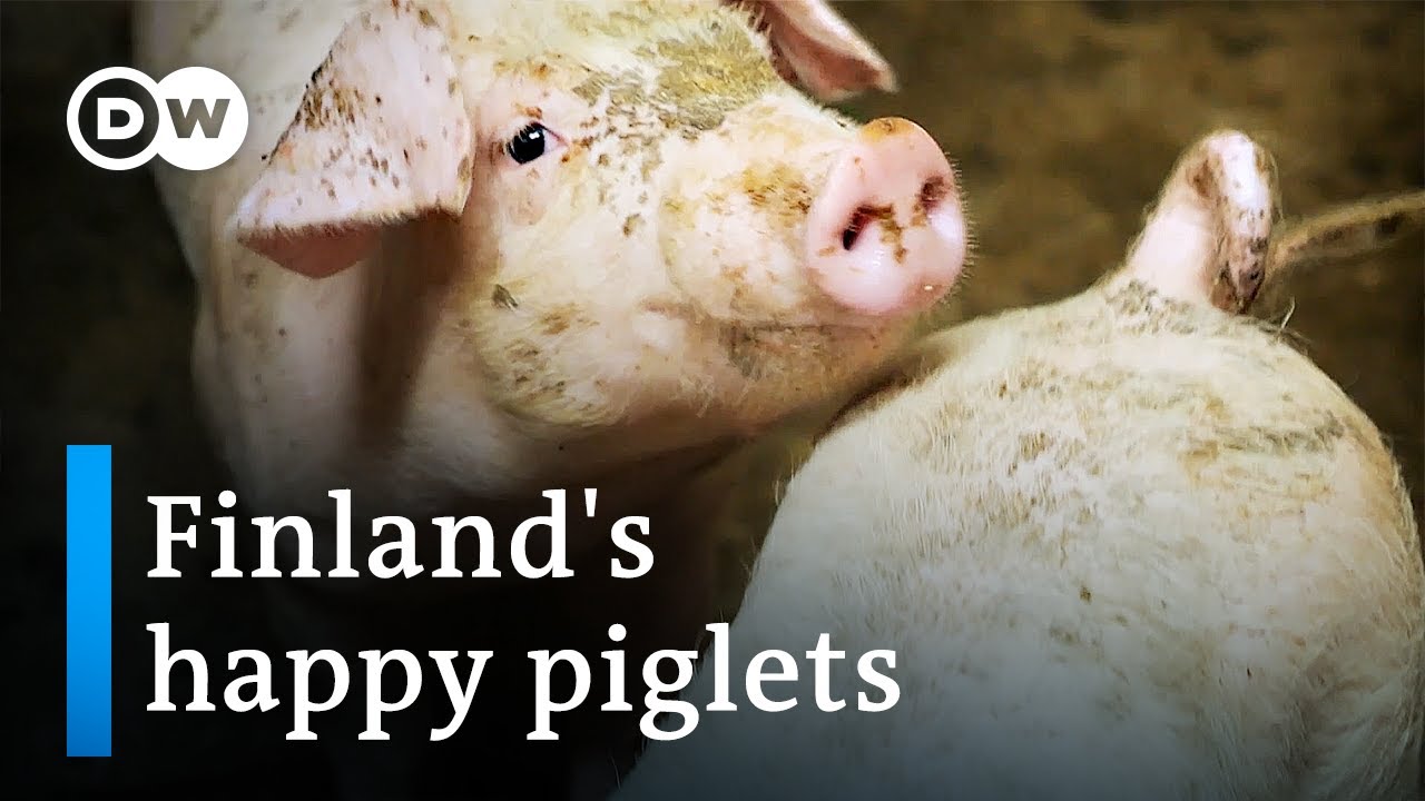 Why piglets are better off in Finland than in the rest of the EU | Focus on Europe