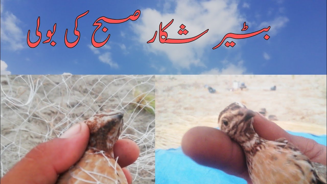 Batair quail huning subah ki voice 50 batair ki pakr 2020