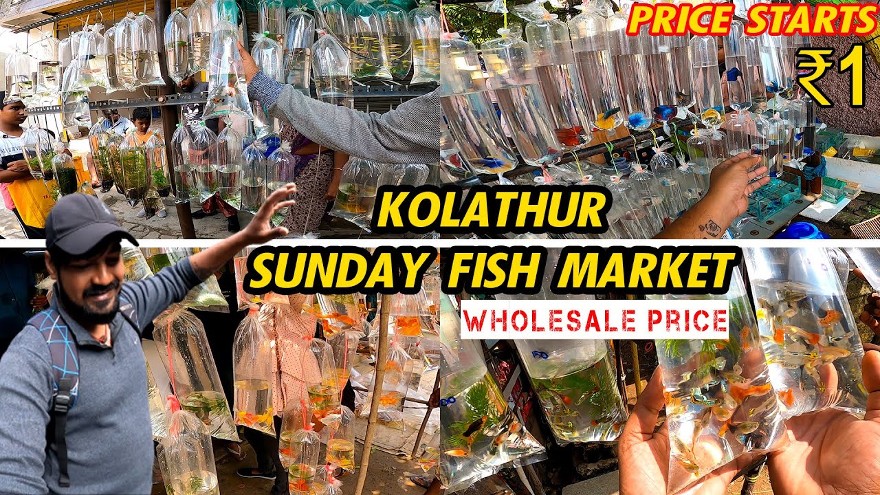kolathur Fish Market in Tamil   ₹1 ரூபாய் முதல்..!!!!  | Cheapest Wholesale Fish Market