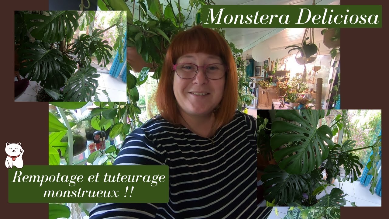 Monstera Deliciosa🌿On rempote et on tuteur un monstre en sept étapes😃