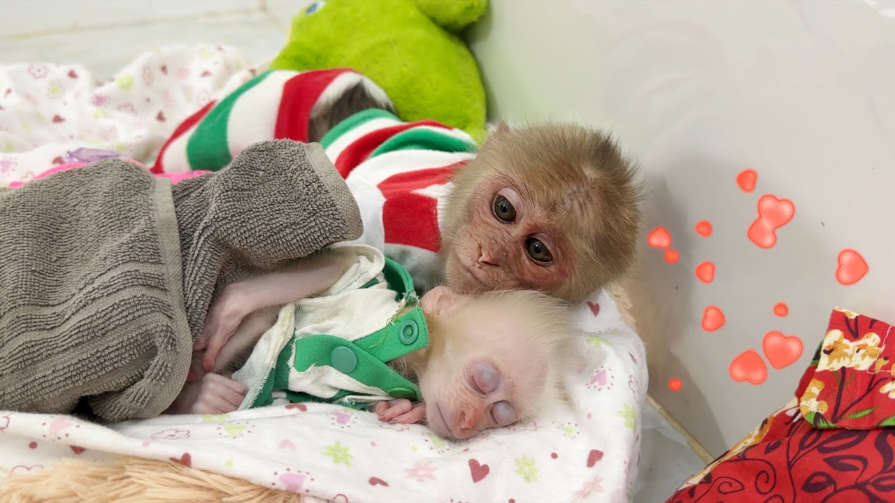 Dad Surprised By Monkey SinSin's Smart Actions Caring For Poor Baby Monkey ZiZi