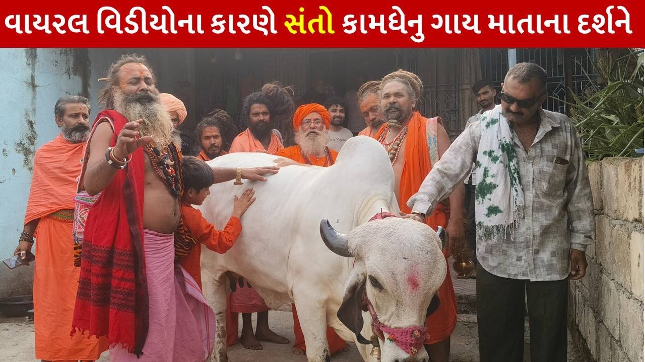 વાયરલ વિડીયોના કારણે સંતો કામધેનુ ગાય માતાના દર્શને