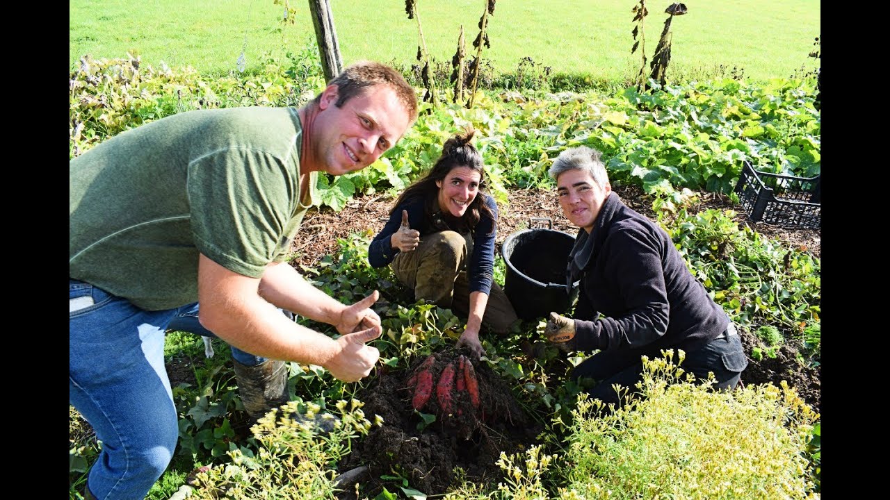 Zoete aardappel test  Deel 2