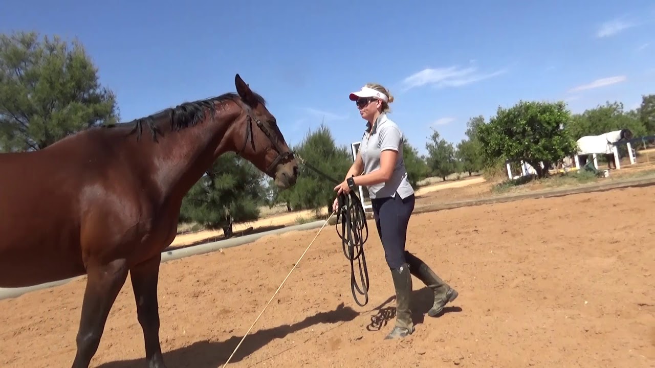 Basic In Hand and Groundwork techniques