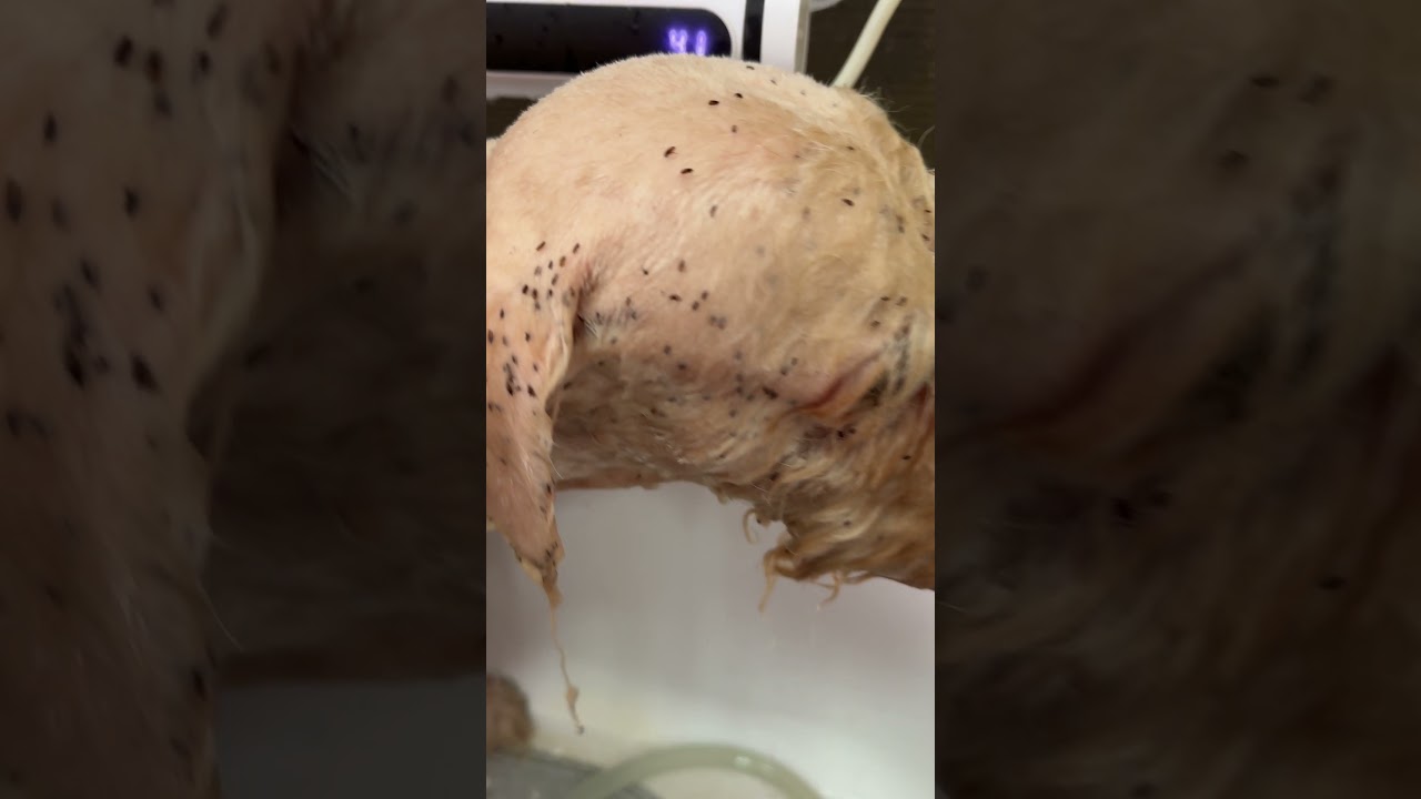 Watch Here ☝️ Full Video of Grooming Transformation  #grooming #dog