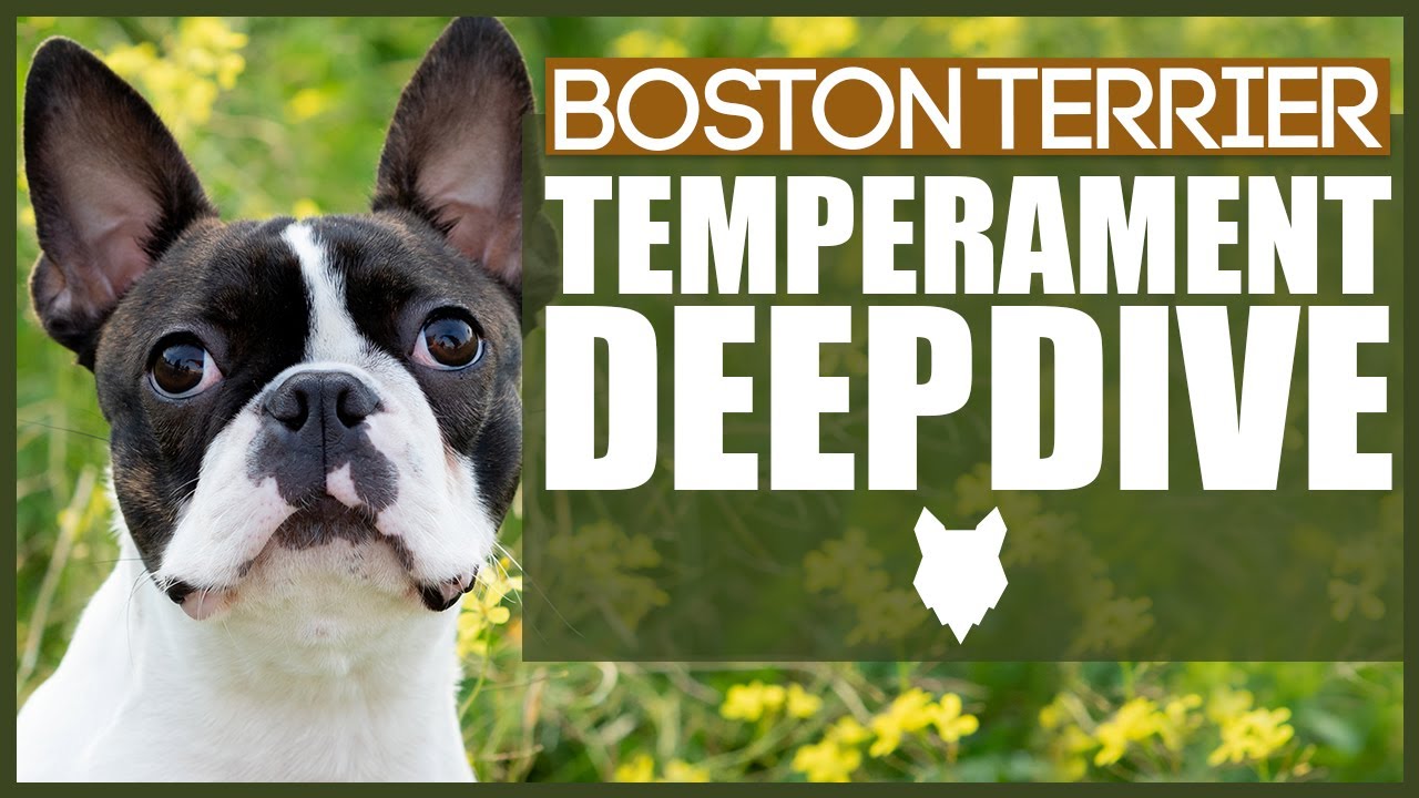 BOSTON TERRIER TEMPERAMENT