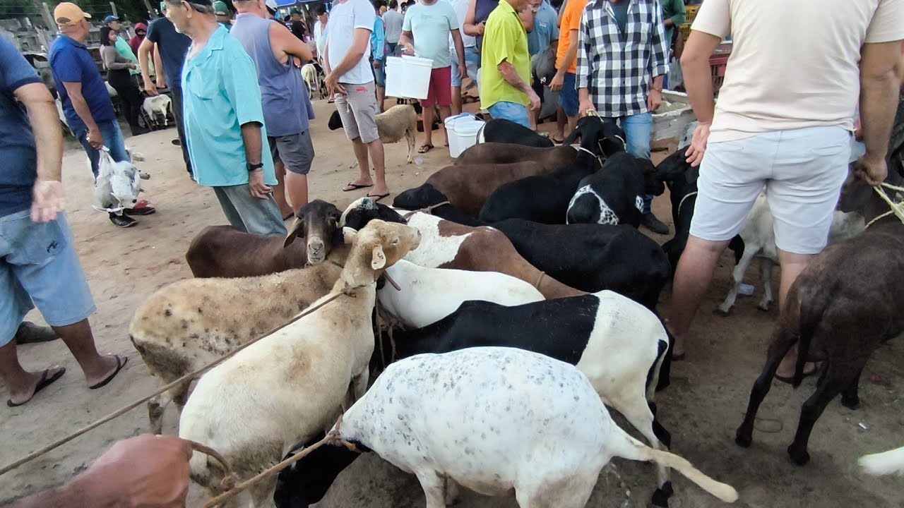 FEIRA DE ANIMAIS DE CARIATÁ ITABAIANA-PB DOMINGO 