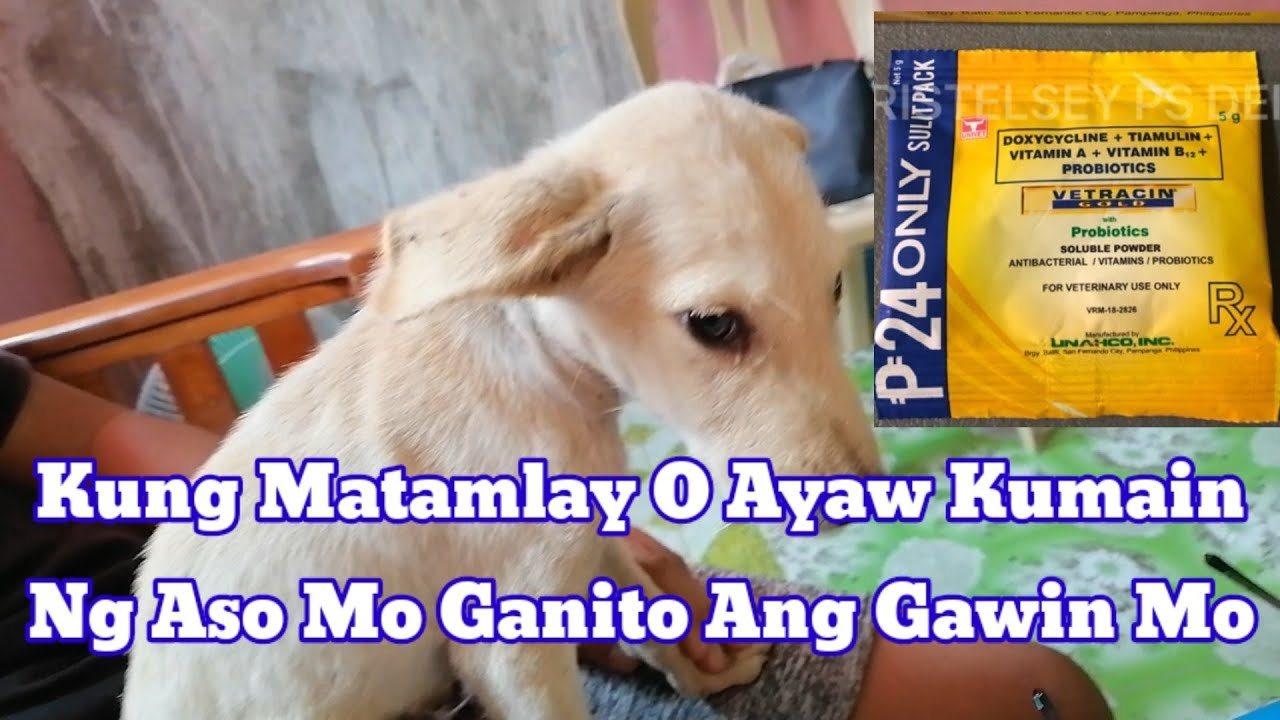 Tips sa mga Alagang Asong matamlay at Ayaw Kumain!!! Sa halagang 24 pesos sisigla ang aso mo!!!