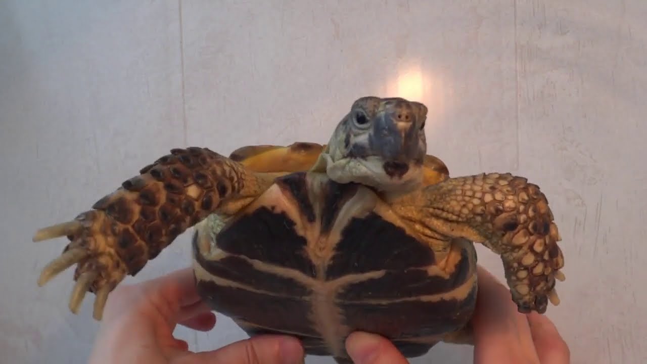 Черепаха. Террариум, Грунт для домашней черепахи. Tortoise. Turtles. Terrarium for domestic turtle.