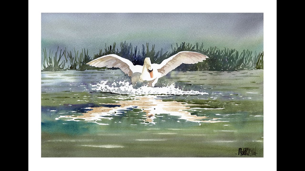Swan landing on Moat