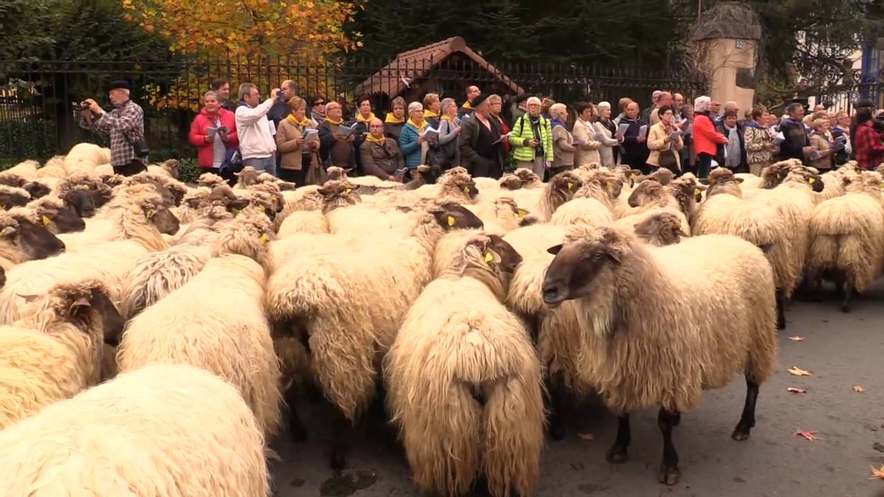 Kantu Jira 2015 ( Idiazabal )