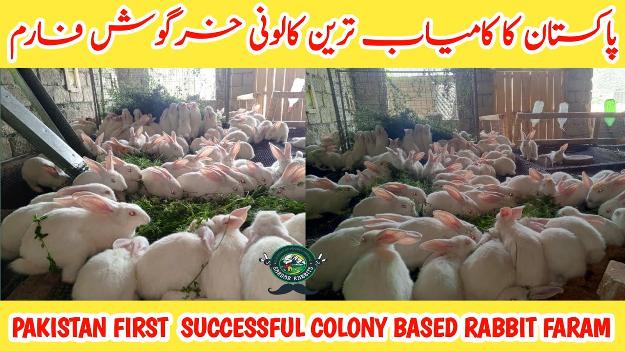 ORGANIC RABBIT FARAM SWABI KPK 2