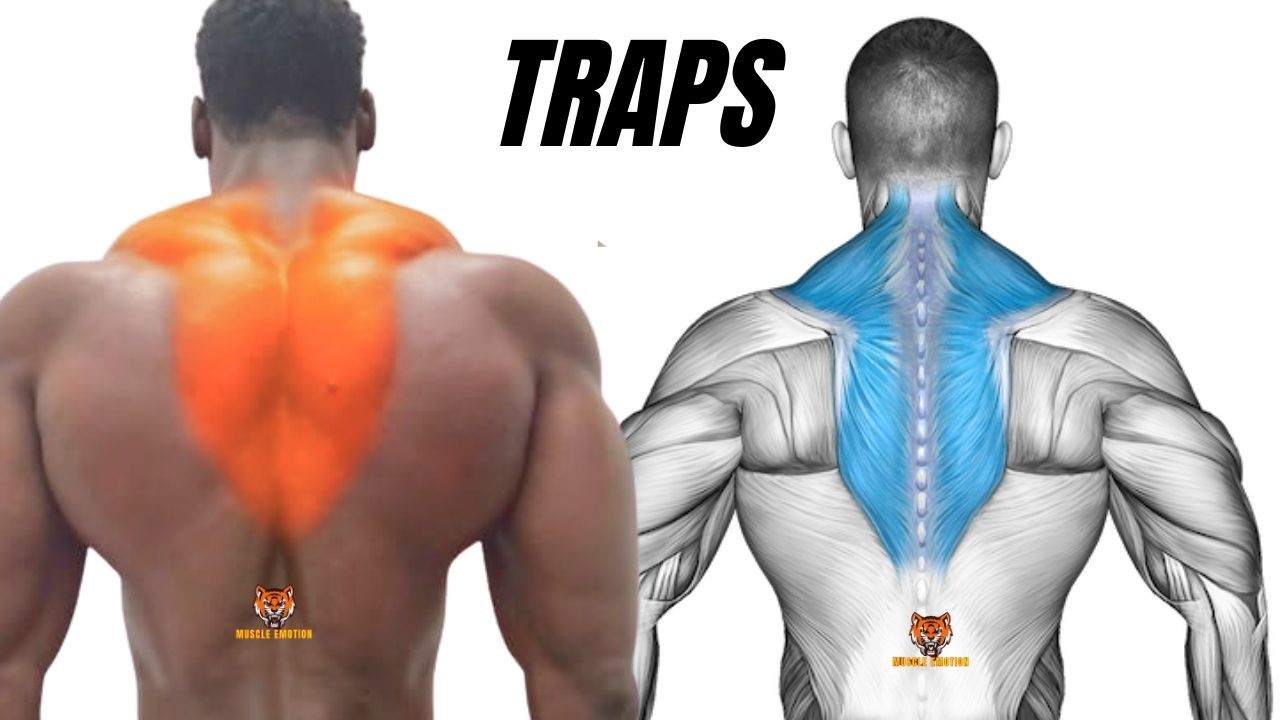 YOU CAN GET A BIG TRAPS WITH JUST THESE 12 EXERCISES, NO MORE, TRY THEM