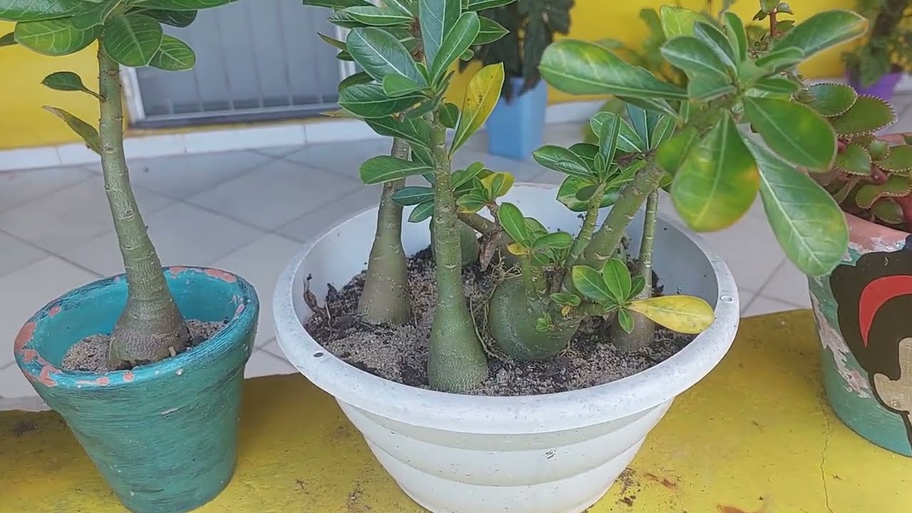 Rosa do Deserto do Jeito Certo e Prático