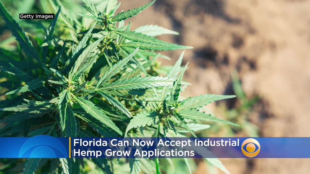 Florida Can Now Accept Applications To Grow Industrial Hemp