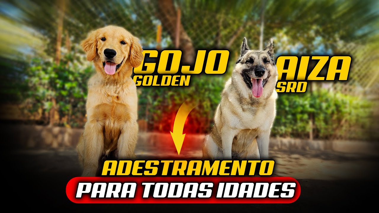 PASTORA IDOSA & GOLDEN FILHOTE – COMO SOCIALIZAR CÃES COM DIFERENÇA DE IDADE?