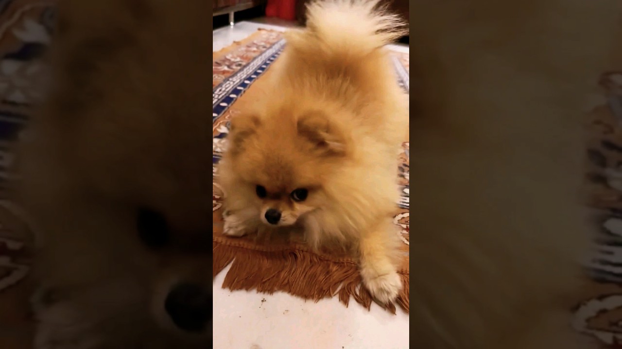 Cute Pomeranian dog barking#Aman Khandoor #barking #pomeranian#dog
