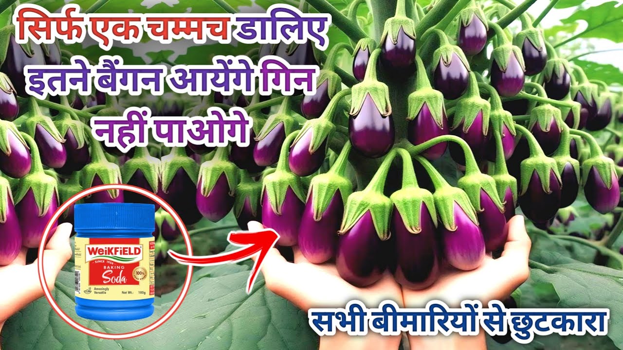 सिर्फ एक चम्मच डालिए इतने बैंगन आयेंगे गिन नहीं पाओगे/best fertilizer for brinjal plant