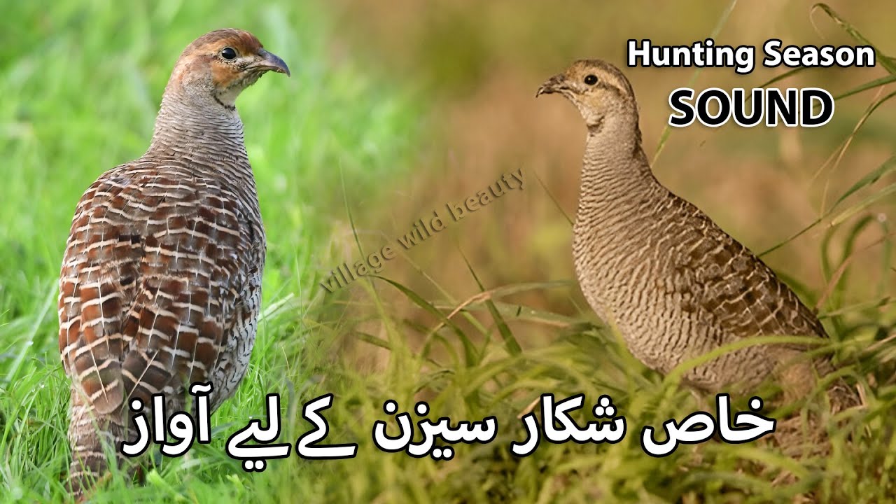 Shikar Season k Liye Awaz | Grey Teetar ki Awaz | Partridge Hunting Sound | Female Francolin Voice