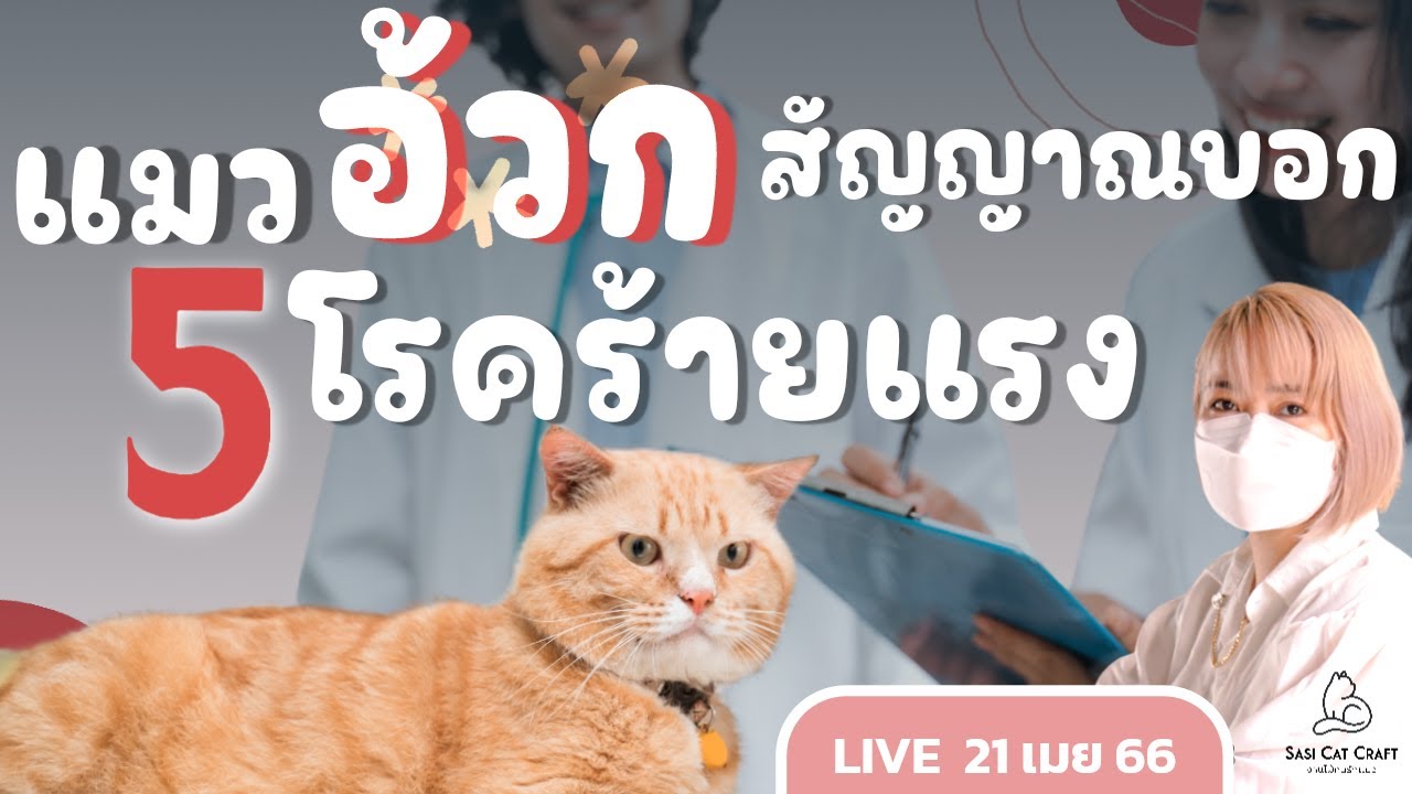แมวอ้วก อาการของ 5 โรคร้ายแรงในแมว