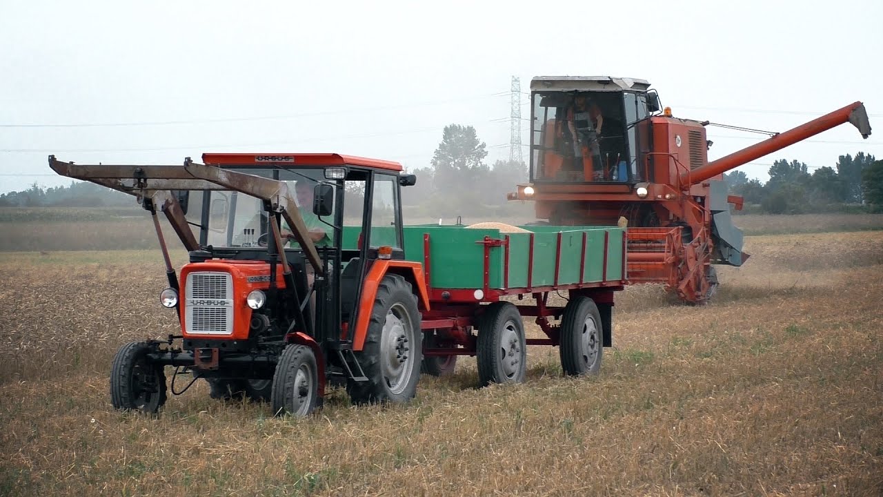 Ursus C-330, Bizon Super Z056, żniwa, zbiór pszenicy