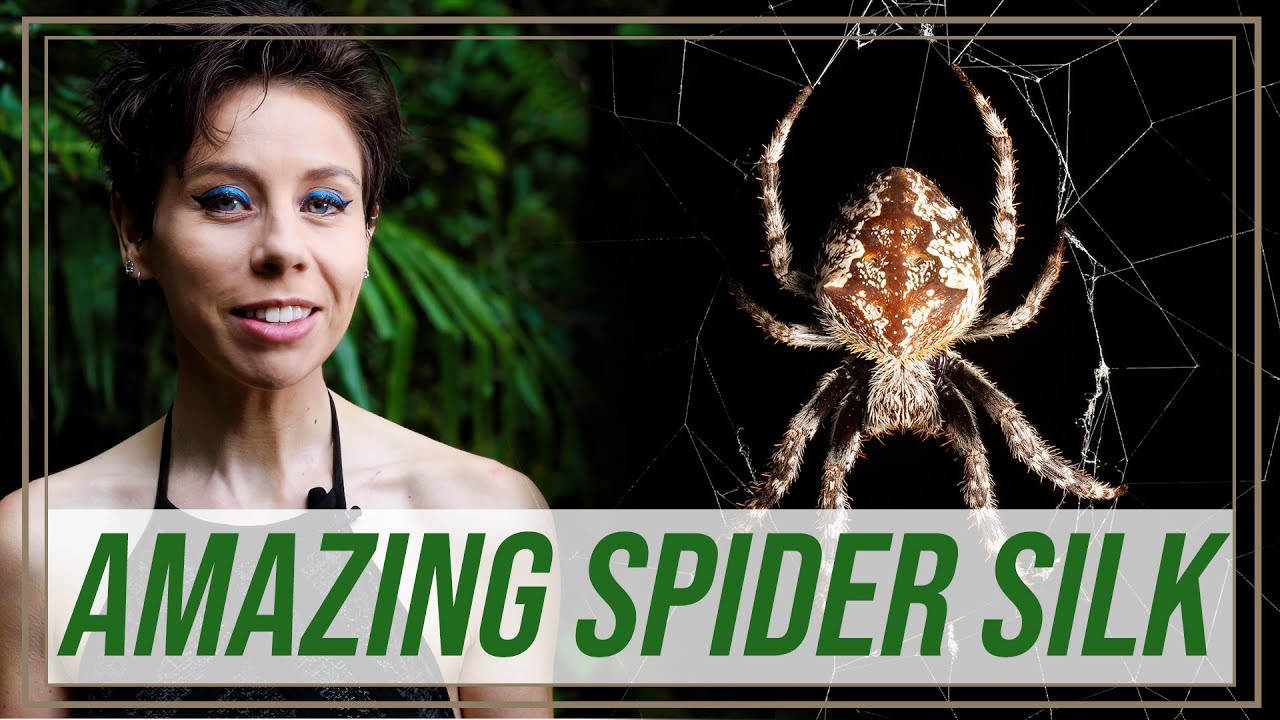 Spider silk is AMAZING! How spiders use their greatest tool | She's Got Legs