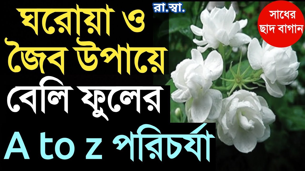 বেলিফুল গাছের A to Z পরিচর্যা; জৈব, ঘরোয়া উপায়ে প্রচুরফুল পাবার উপায়; A to Z care of Mogra flower