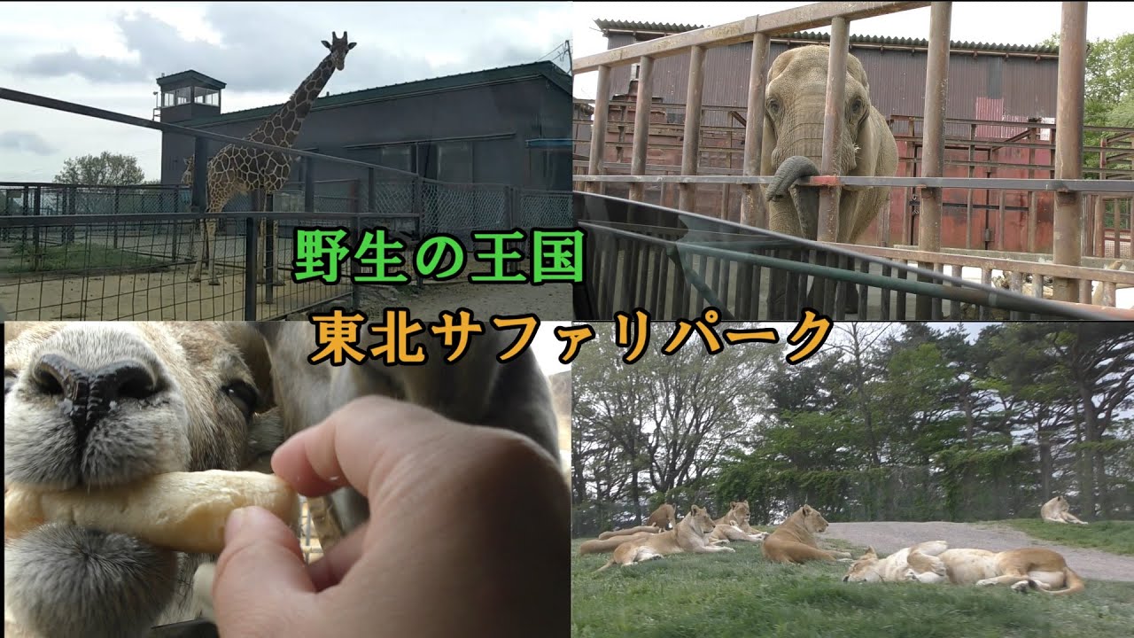 【東北サファリパーク】サファリのライオンと草食動物たち