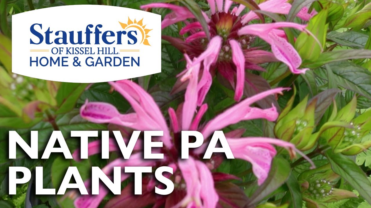 Native Pennsylvania Plants