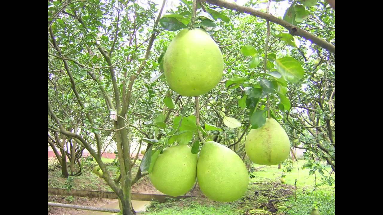 Đông Nam Bộ