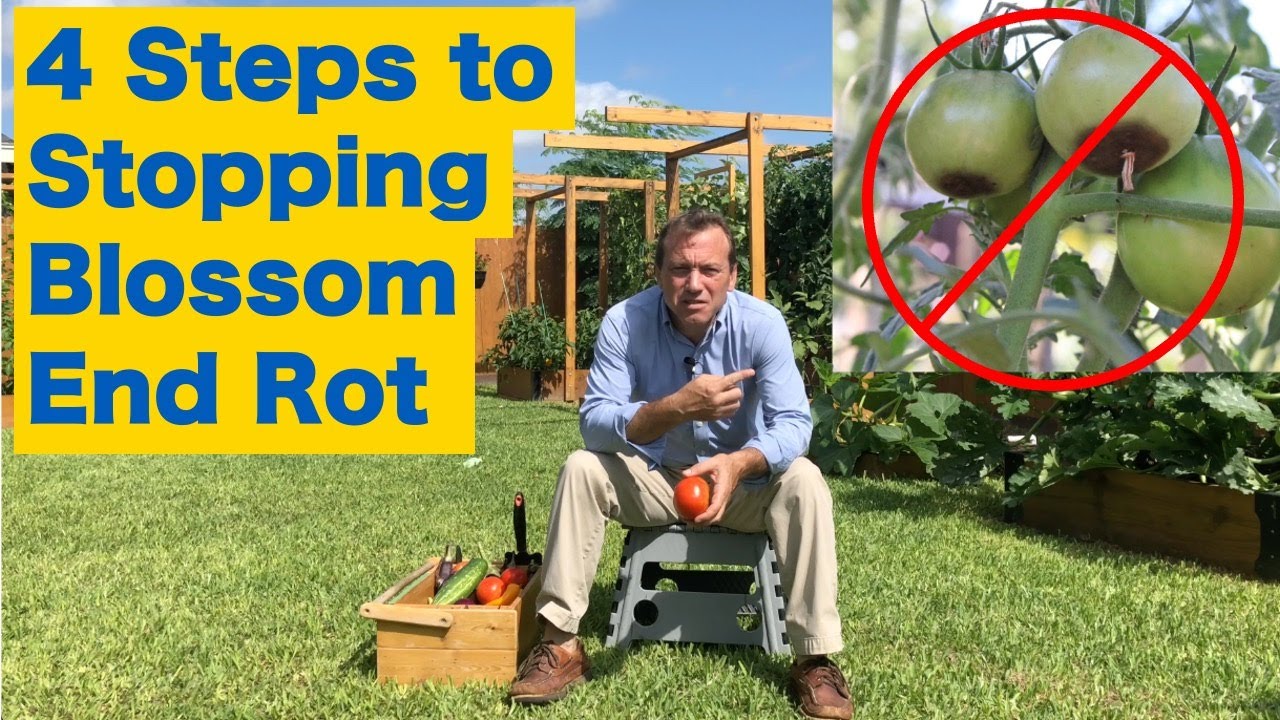 4 Steps to Stopping Blossom End Rot