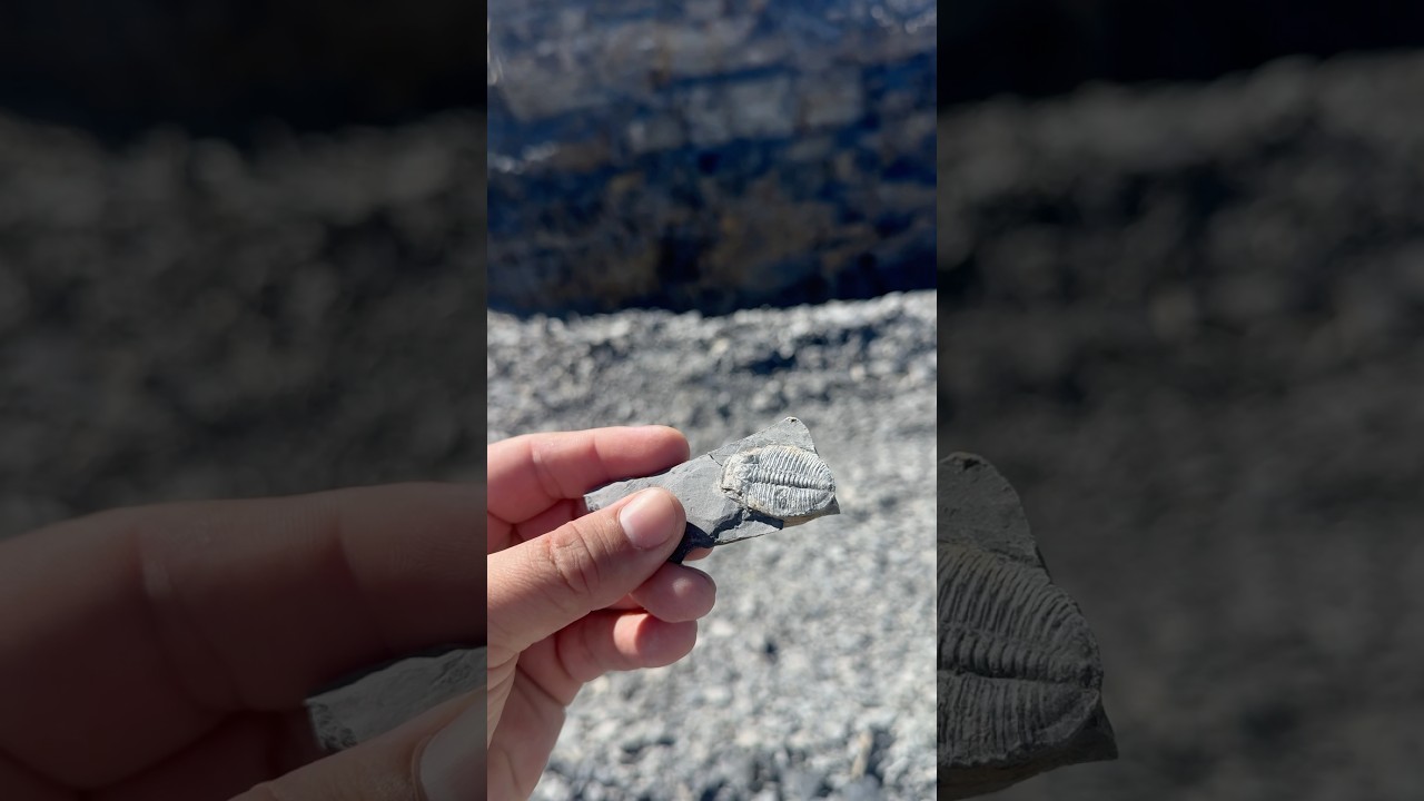 550 million year old fossil in my hand #fossil #trilobite #utah
