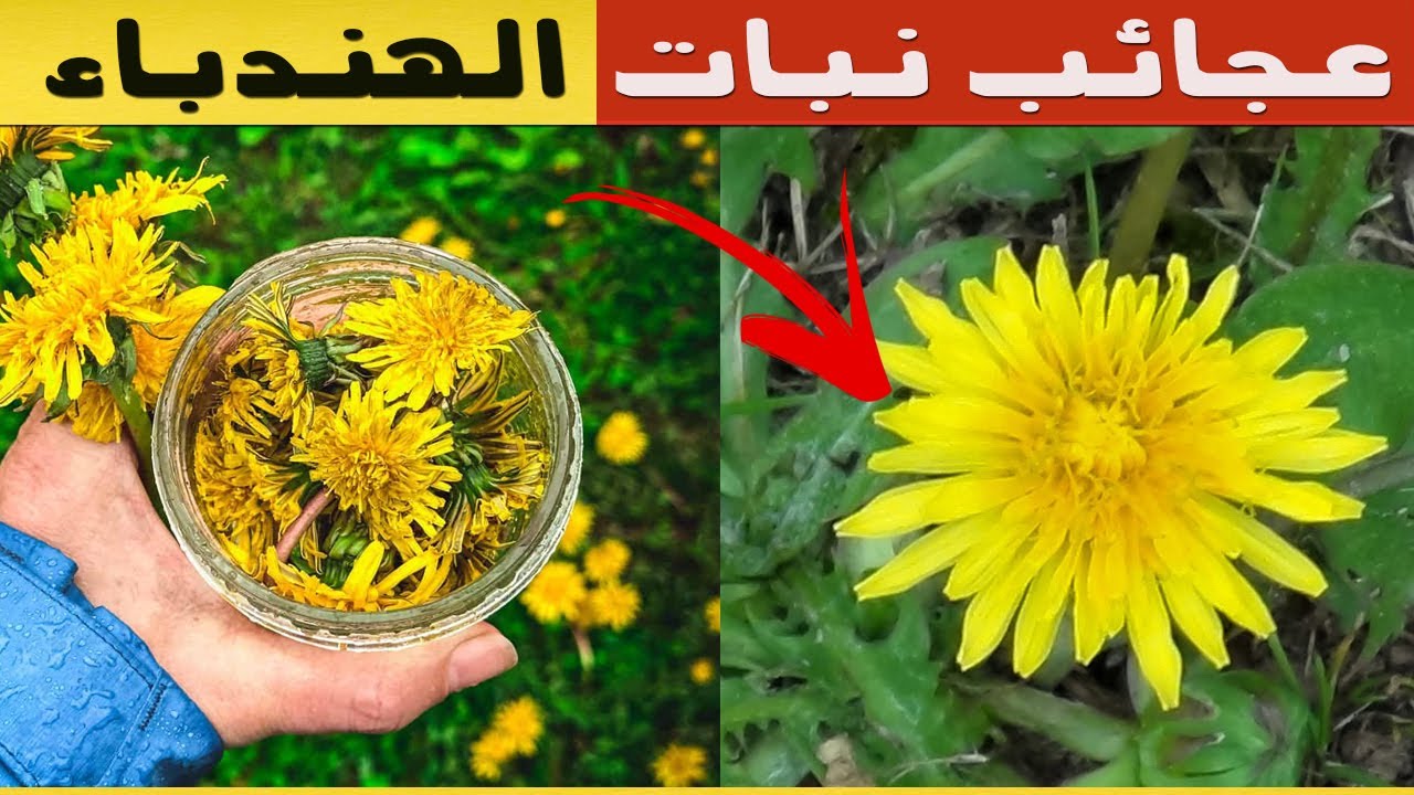 الهندباء البرية نعمة ربانية ما شاء الله كنز من الفوائد سيذهلك حتما