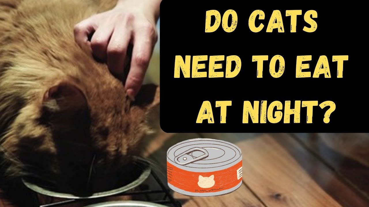 Should I Leave Food Out For My Cat At Night?