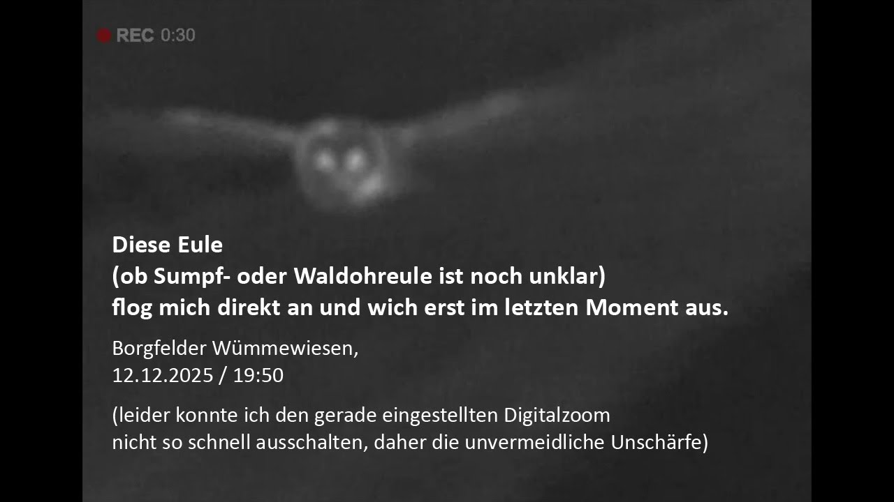 Diese Waldohreule fliegt direkt auf mich zu. Borgfelder Wümmewiesen, 12.12.2025