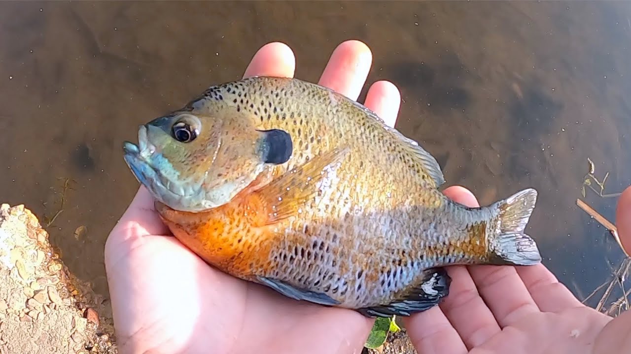 Big Gill On The Fly, TenKara Fly Fishing