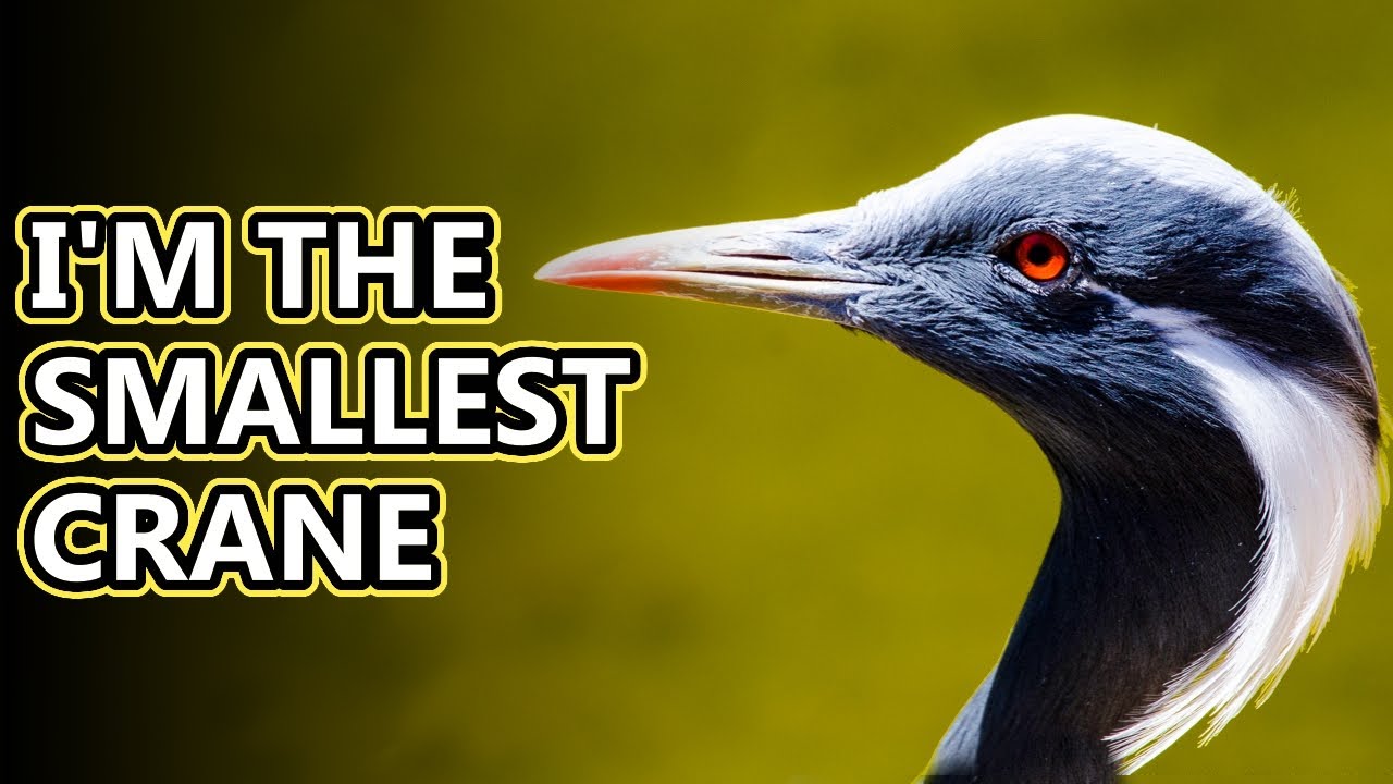 Demoiselle Crane facts: the smallest living cranes | Animal Fact Files