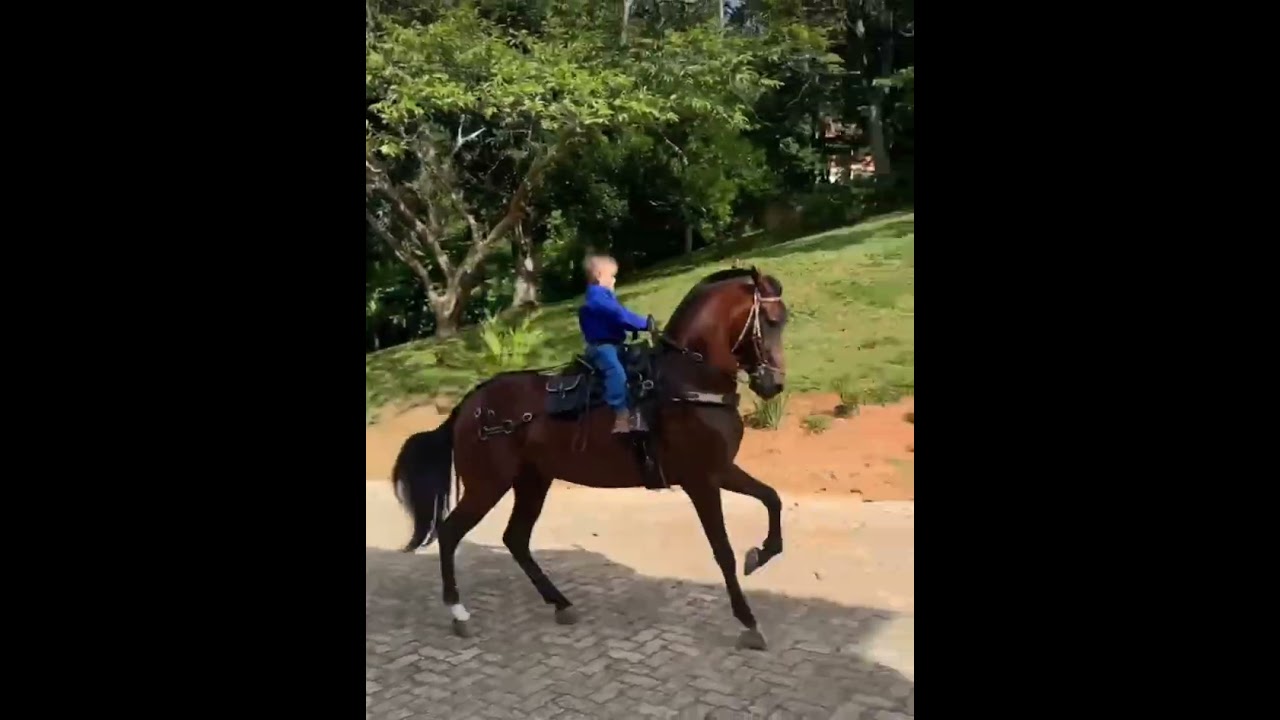 CHALANERIA INFANTIL #viralreels #caballos #viralvideo #equinos #cavalo #horse #equine #viralshorts