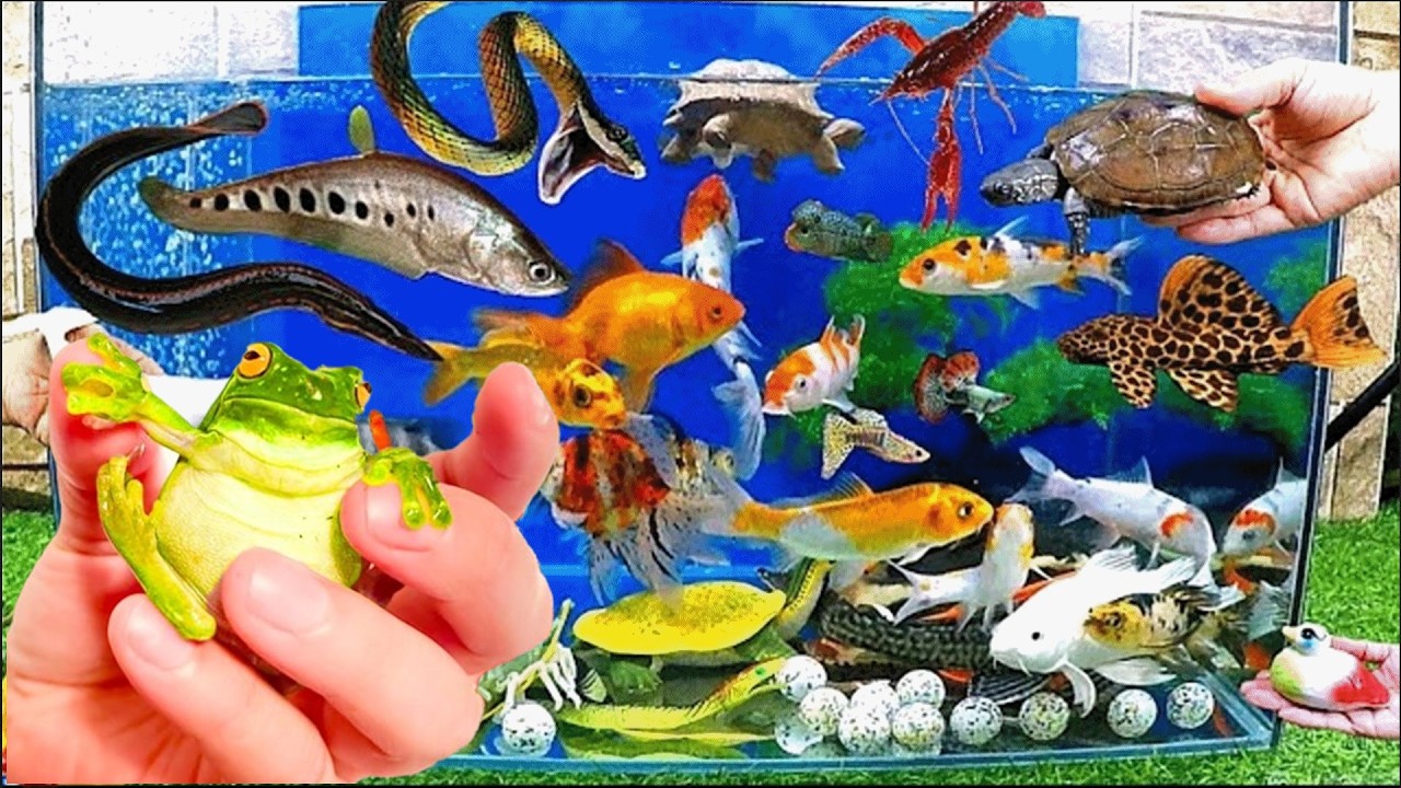 I Found Strange Ornamental Catfish, German Blue Ram, Betta Fish, Guppy Fish | Catfishing