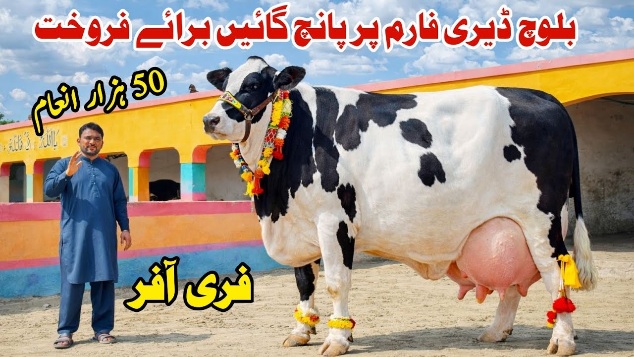 Baloch Dairy Farm | Cow Sale In Punjab Today | 20 KG Dodh Dene Wali Cows | Milking Plus Pregnant Cow