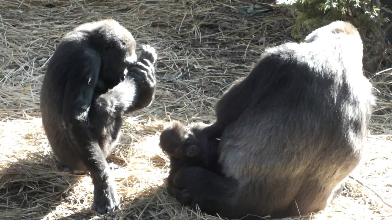 #01 Older sister gorilla (4 years) love baby gorilla(age 6 months) .お姉さんゴリラ（４歳）と遊ぶ赤ちゃんゴリラ（生後六ヶ月）。