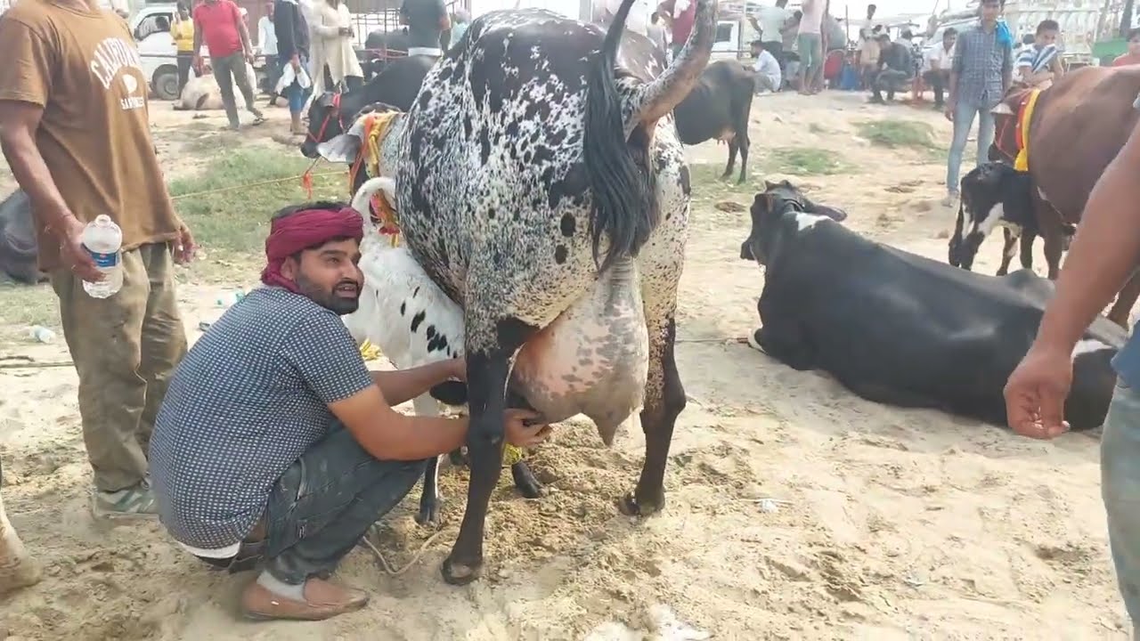 Parsi Pashu Mandi  | Cow Market | Animal Market | Gayo Bheso ka Bajar | Meerut Mandi | Sale Sahiwal 