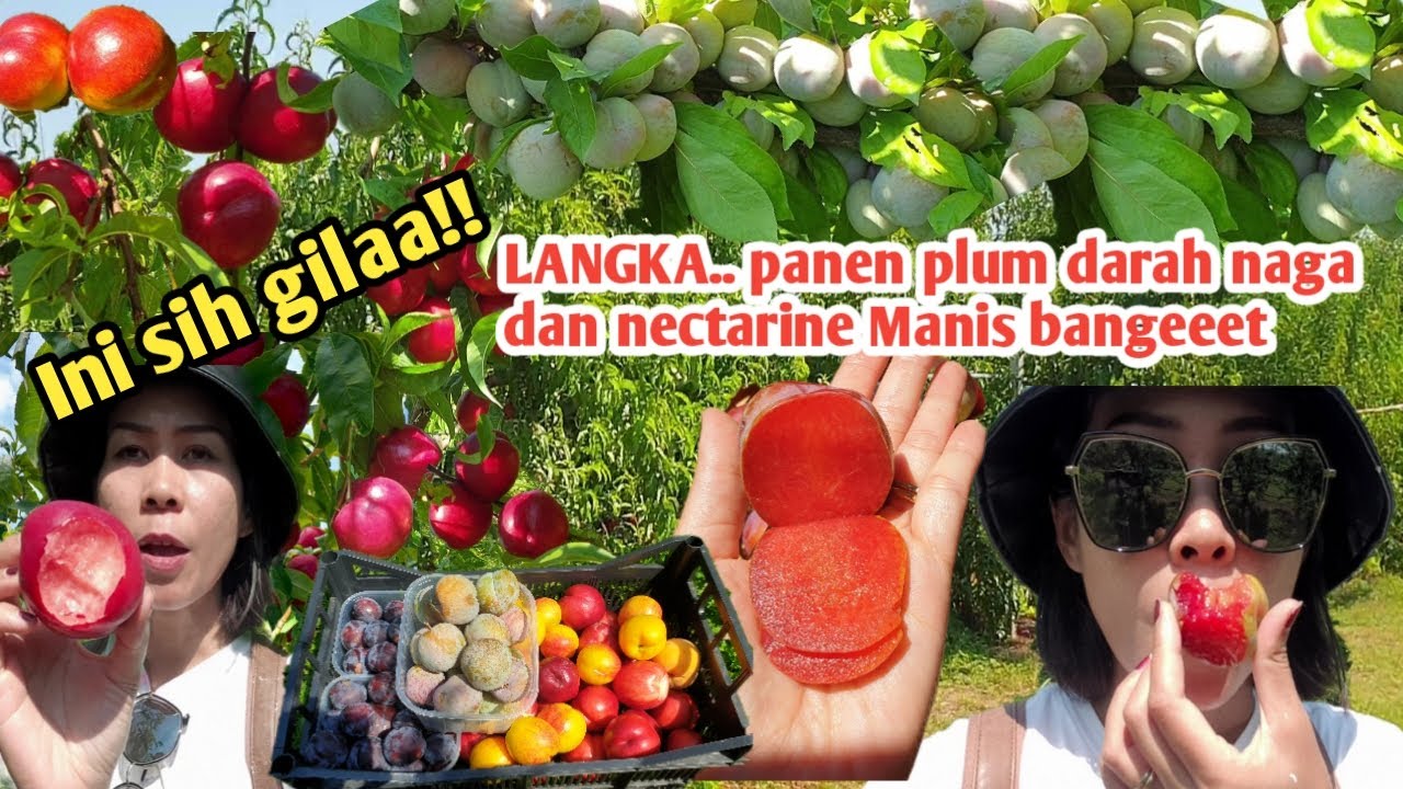 LANGKA..! PANEN PLUM DARAH NAGA DAN NECTARINE KUNING DAN MERAH INI SIH GILA MANIS BANGEET